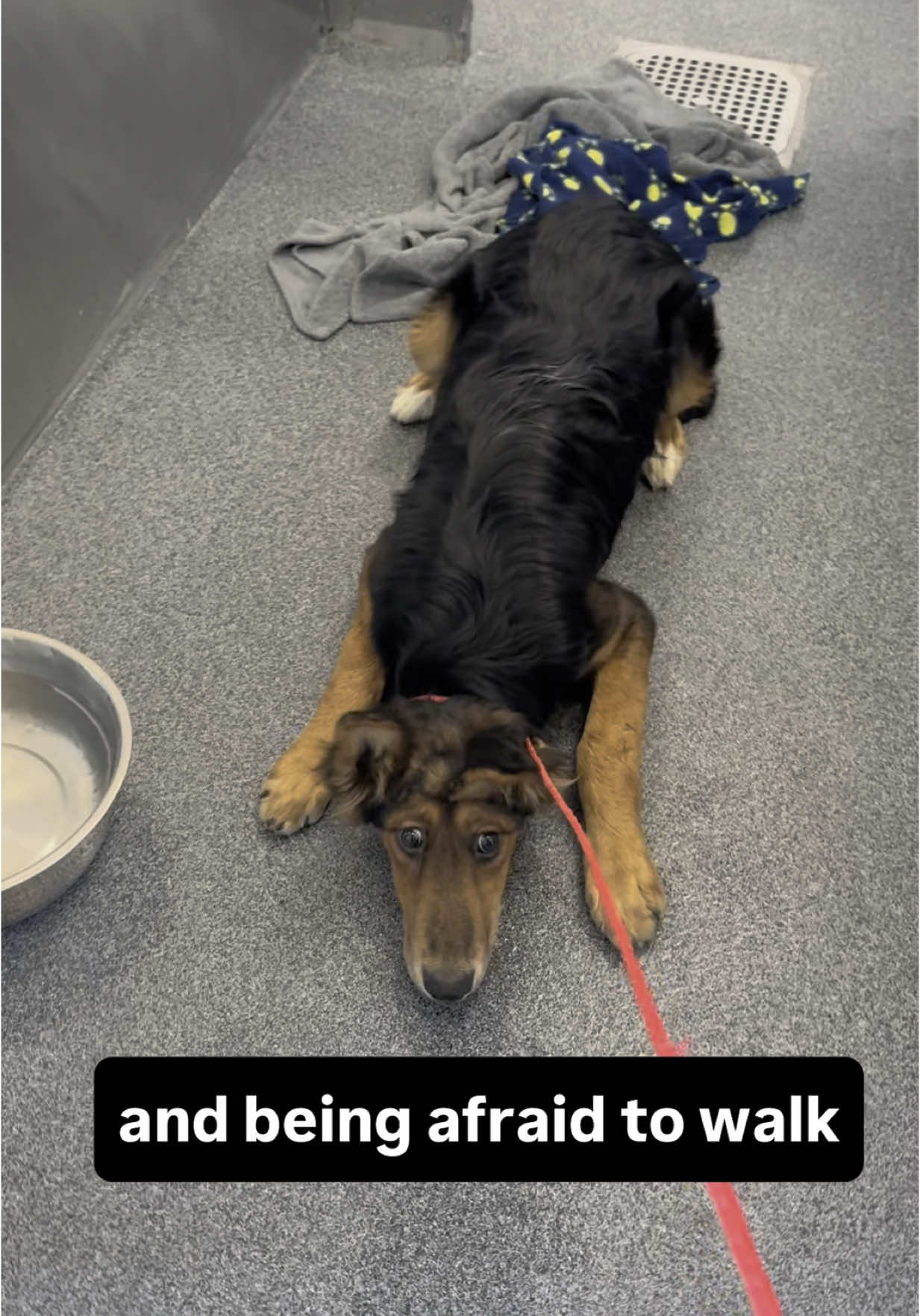@whitneysdogs