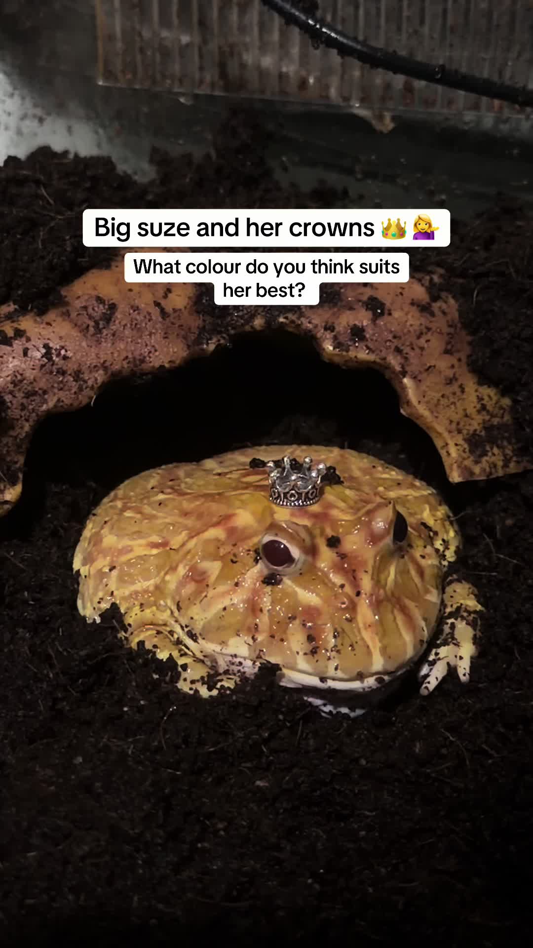 @frogsandoddities