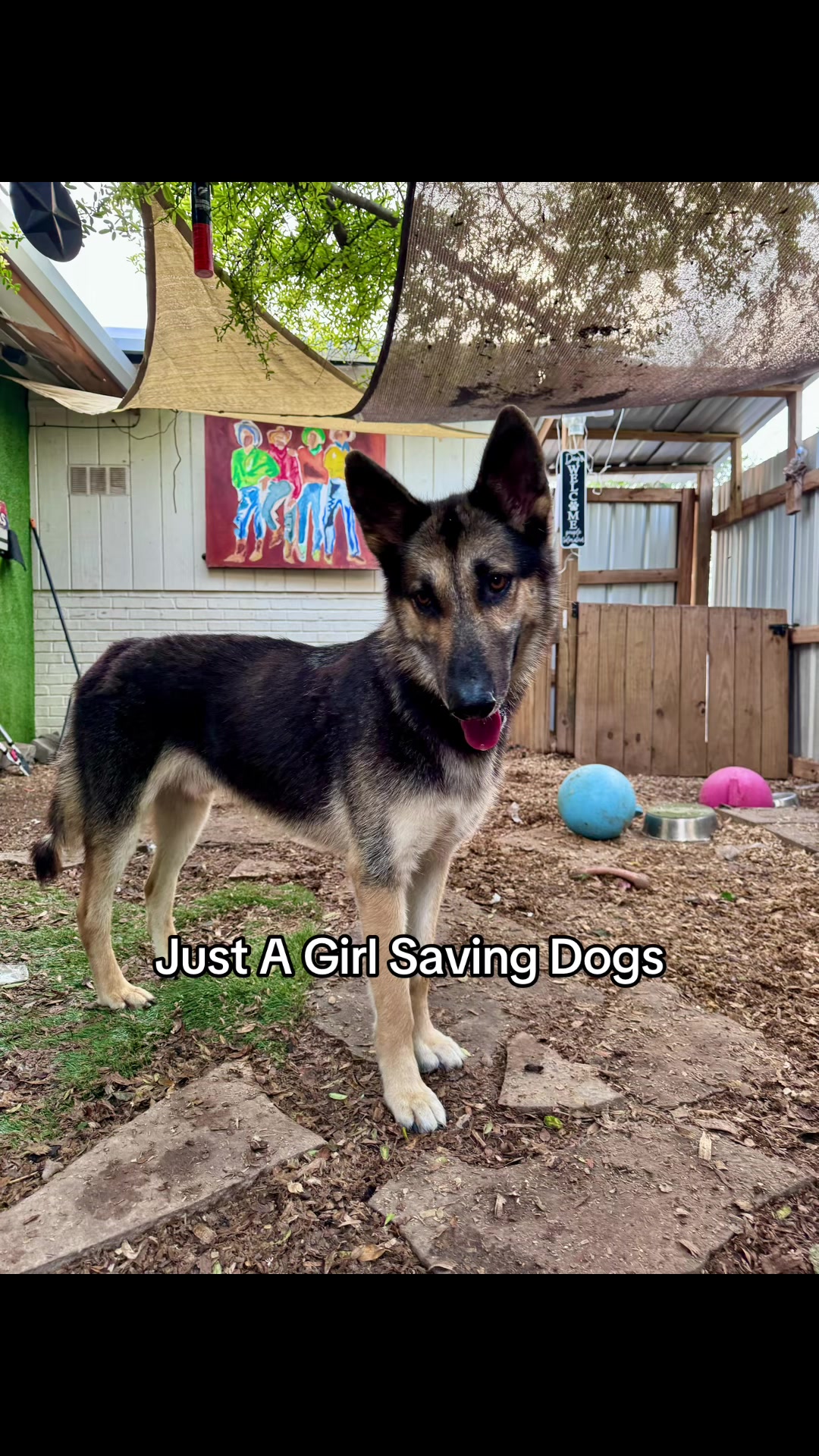 @Just A Girl Saving Dogs
