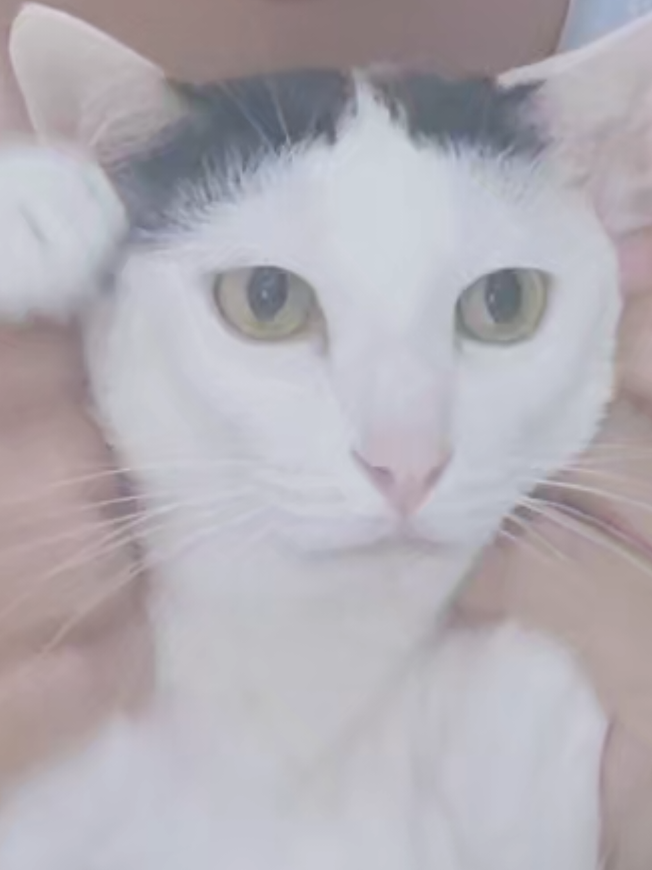 @layjudfamily🐾🐱