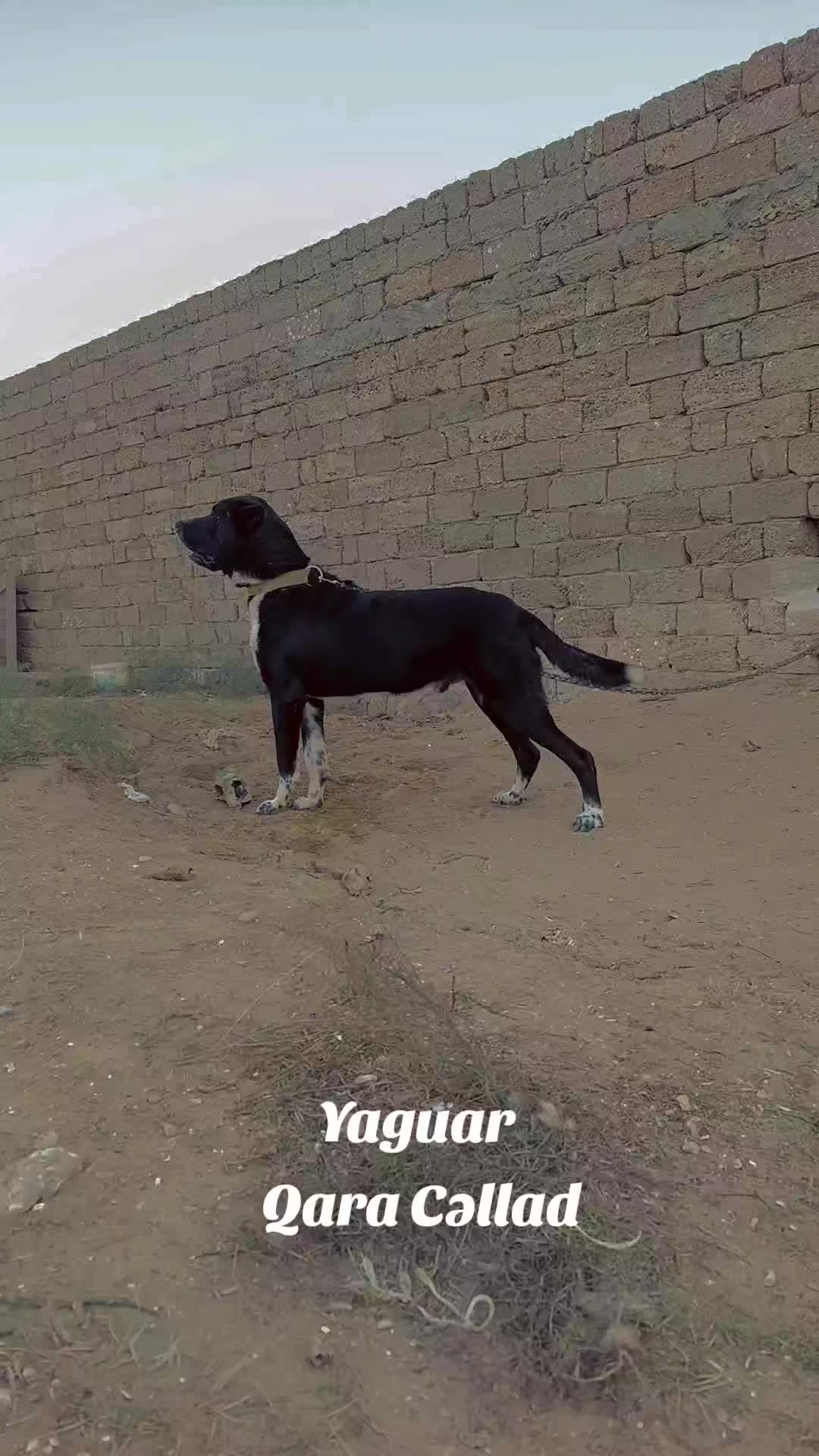 @Yaquar