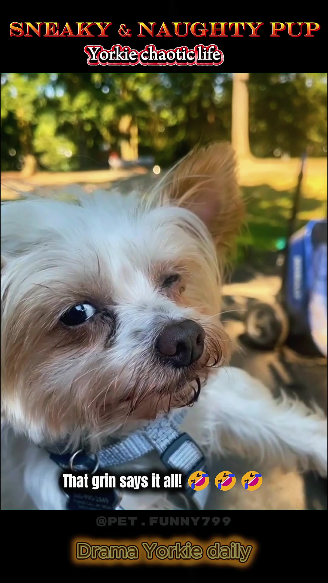 @pet.funny799