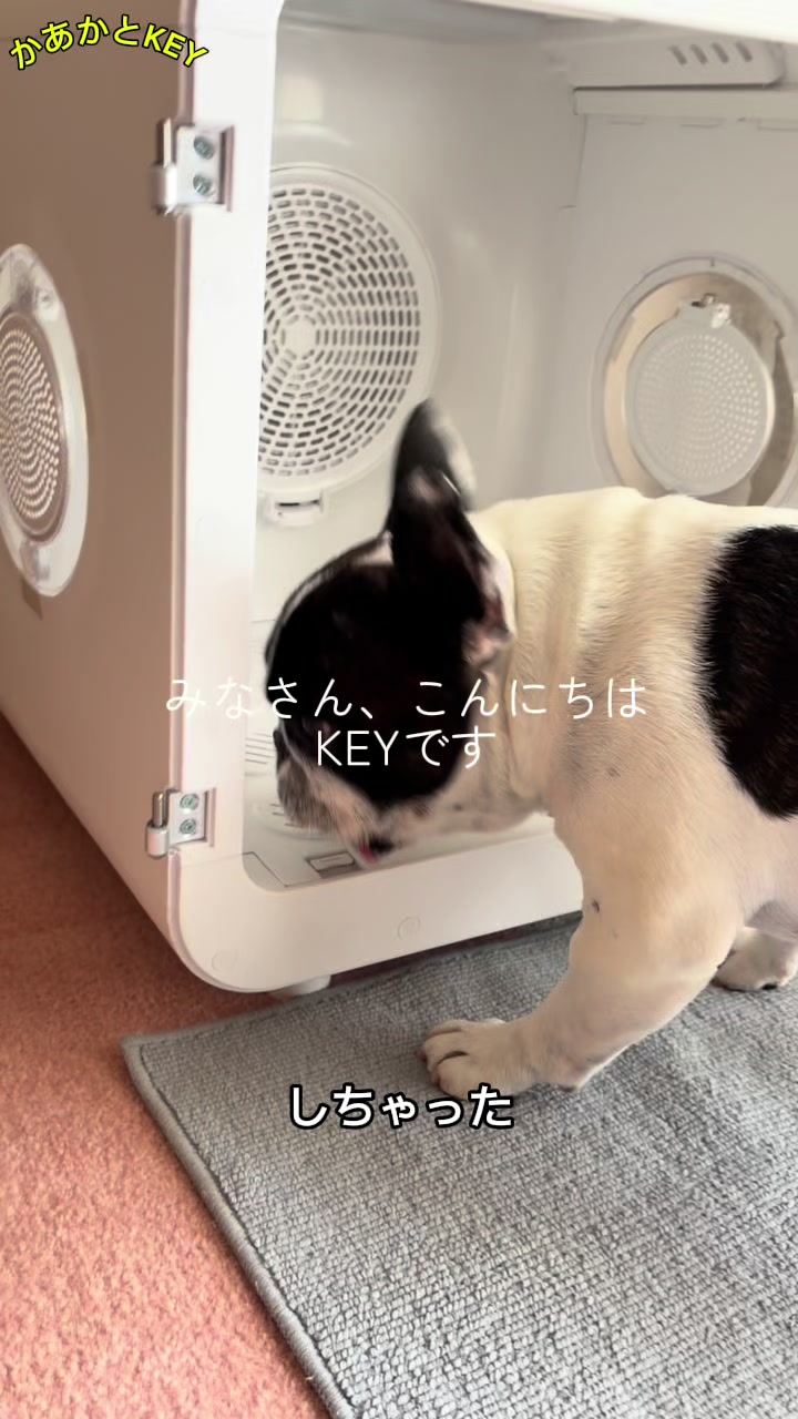 @かあかとKEY フレンチブルドックの日常