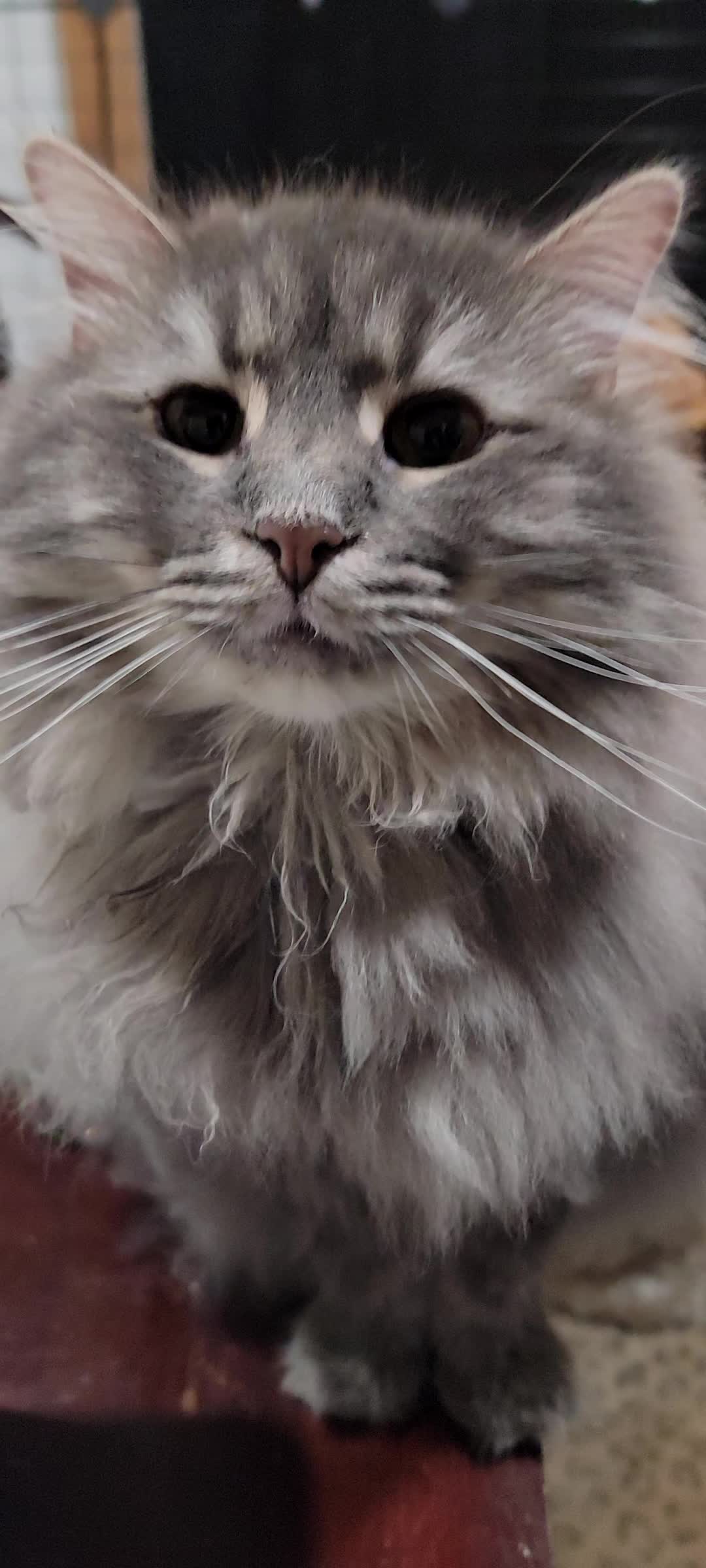 @No More Sad Kitties
