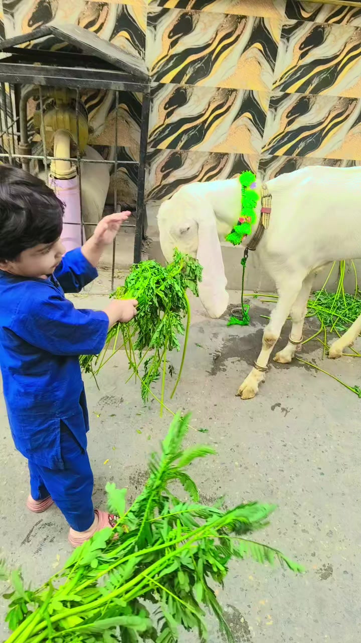 @chaudharysalman