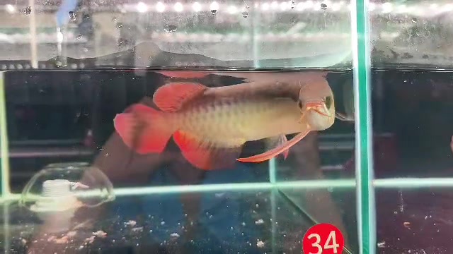 @MK AROWANA SPECIALIST