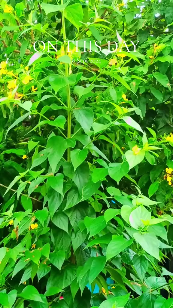 @🇳🇵रिन्कु यादव🇳🇵