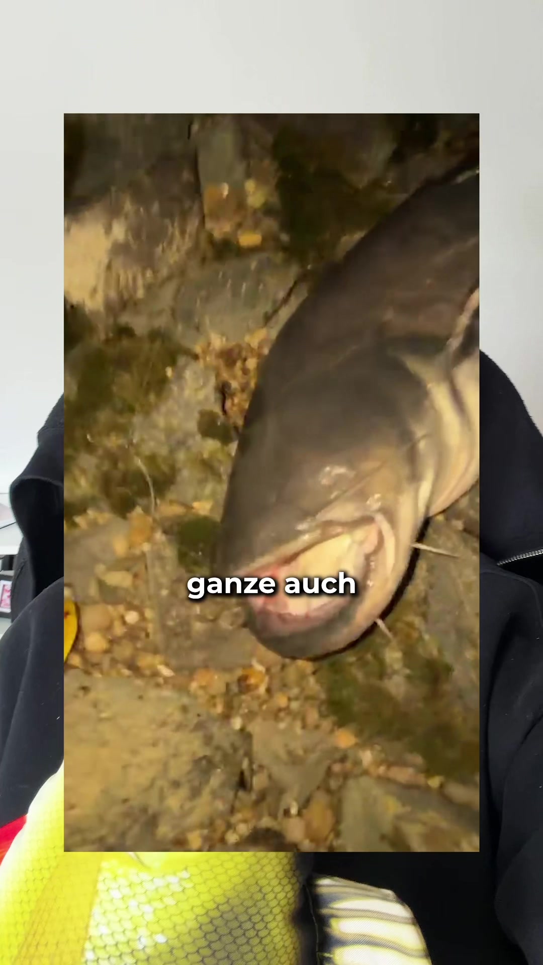@Gian Fishing