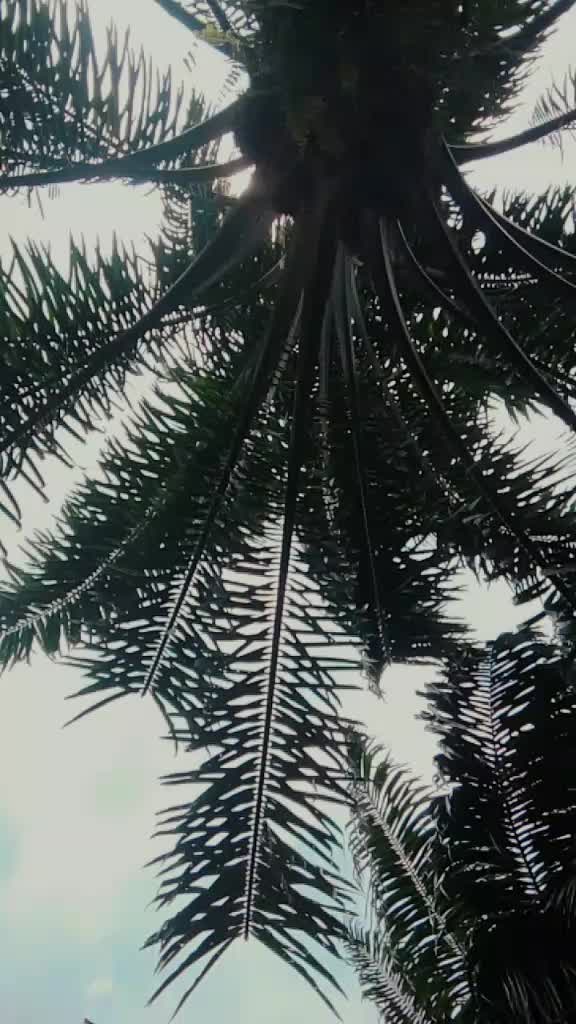@rampukar mukhiya