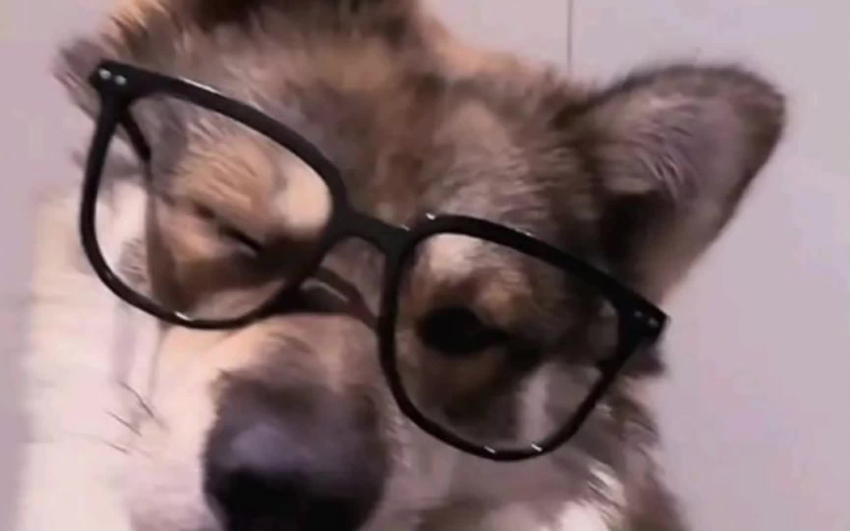 @doge the dog🤪