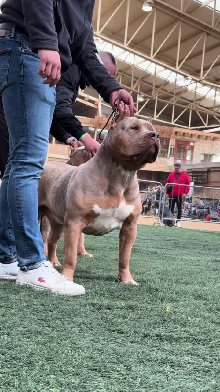 @TopQualityBullyKennel