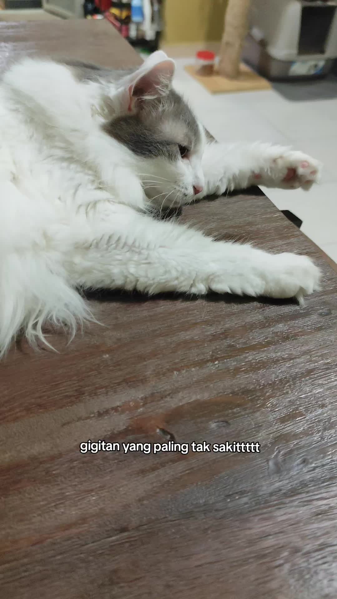 @Omma Kucing 🇲🇾🍉