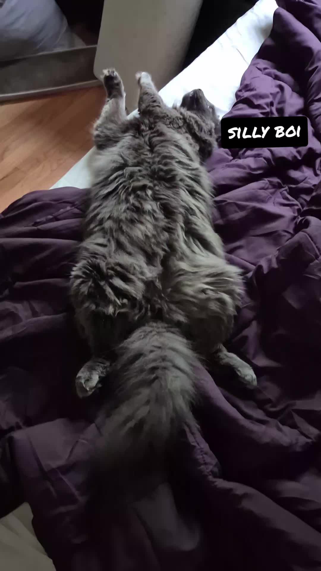 @Kittyboi