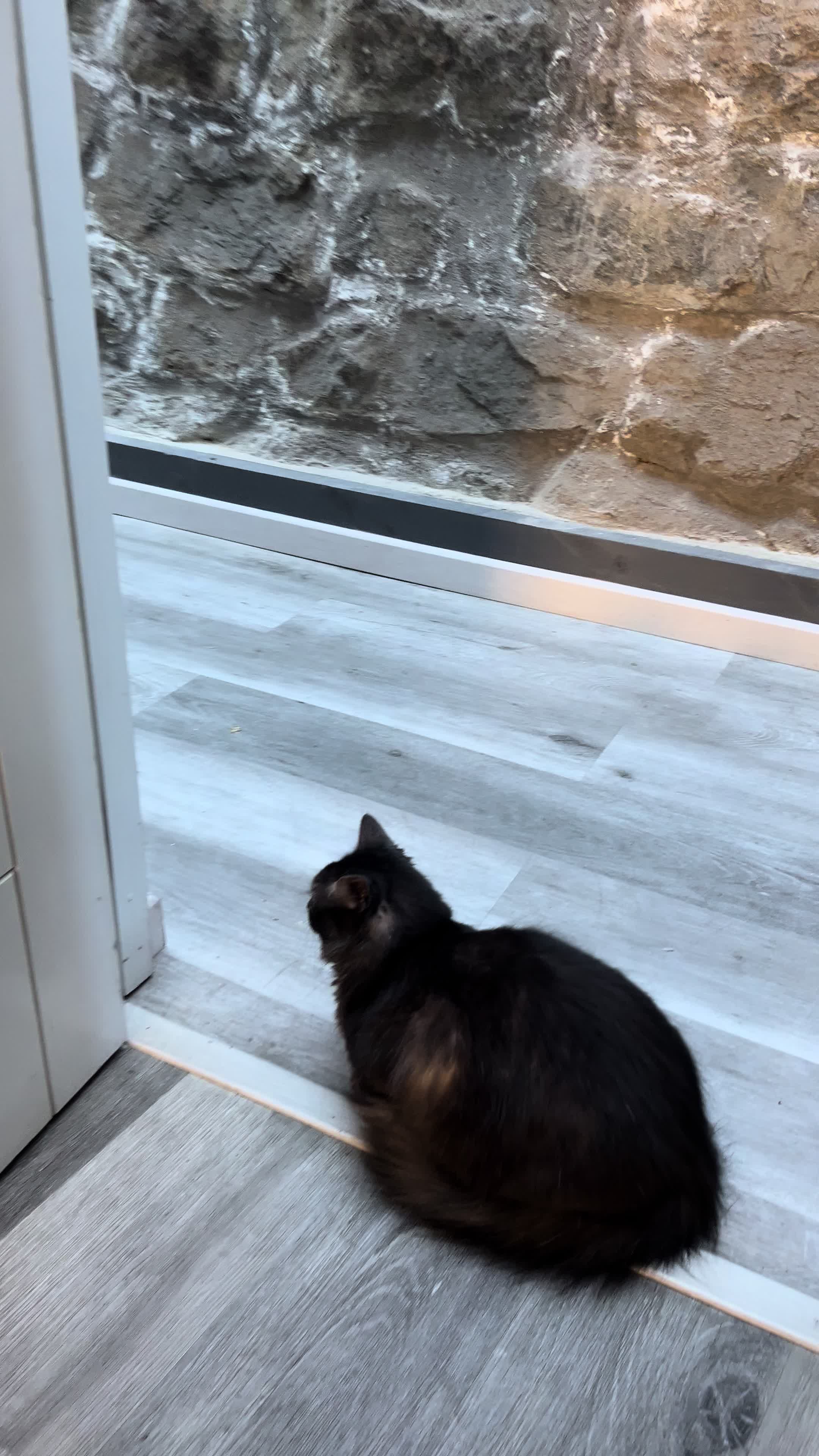 @KIRACAT