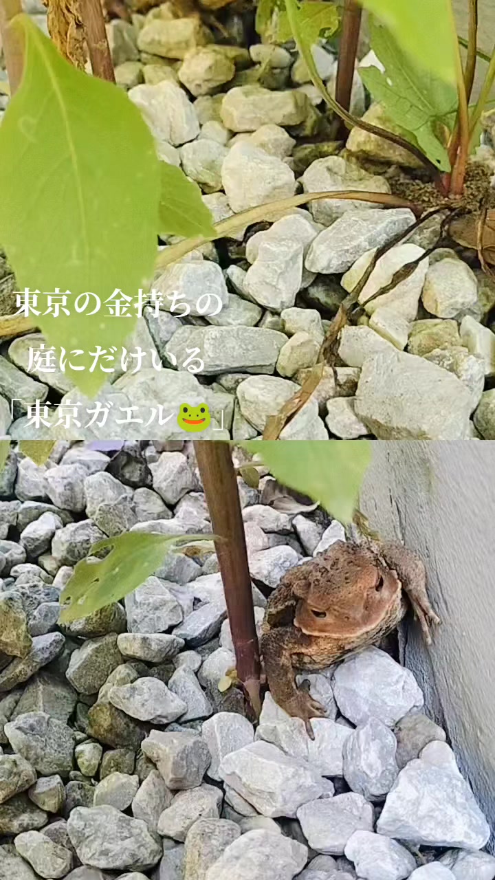 @🌿ありごれん🌿薬草🌿