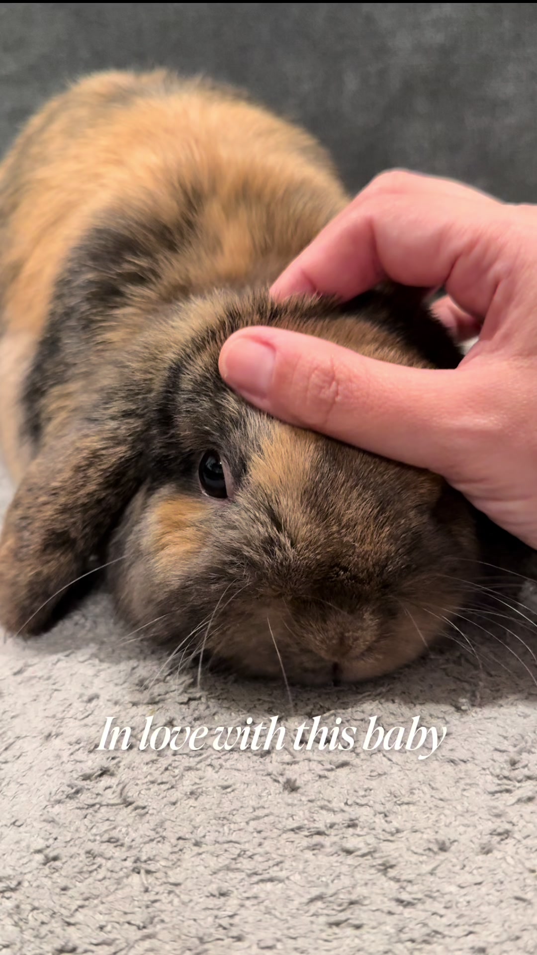 @Cookie and Twix the Bunnies
