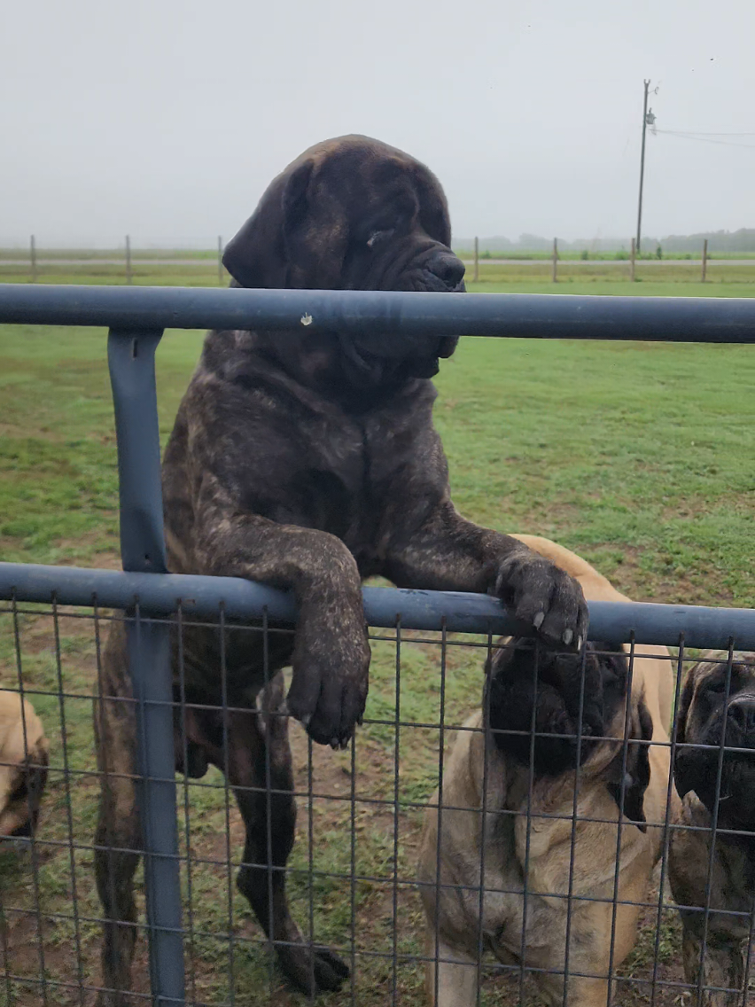 @Big Paw Mastiffs