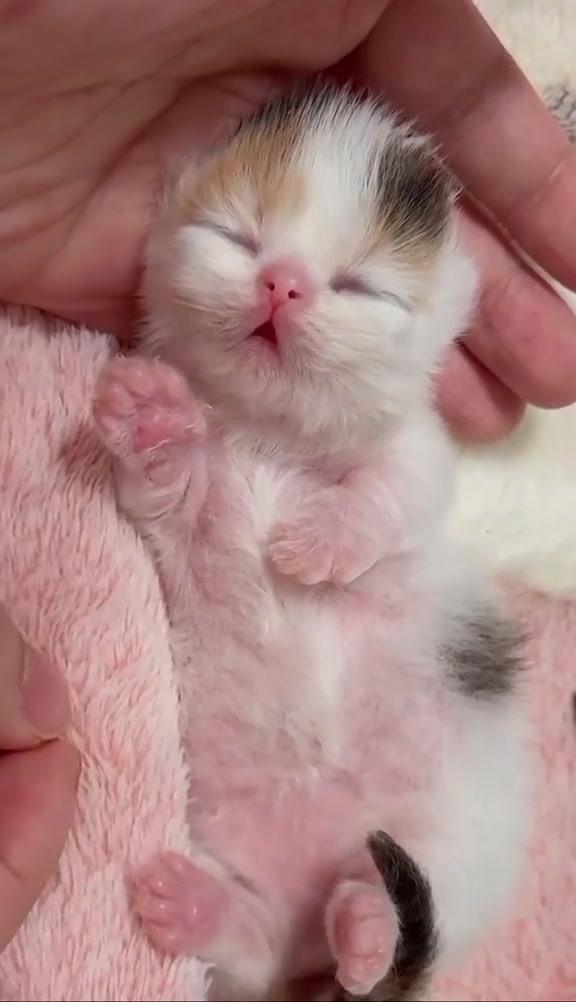 @catbosssss