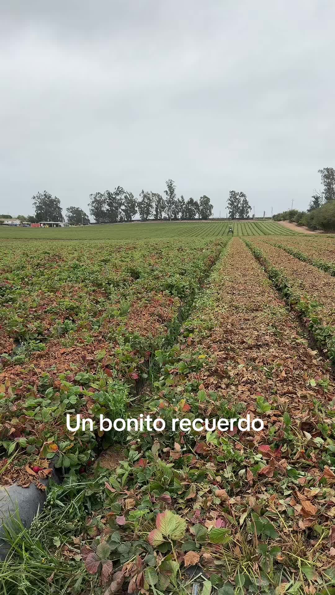 @luz Altamirano