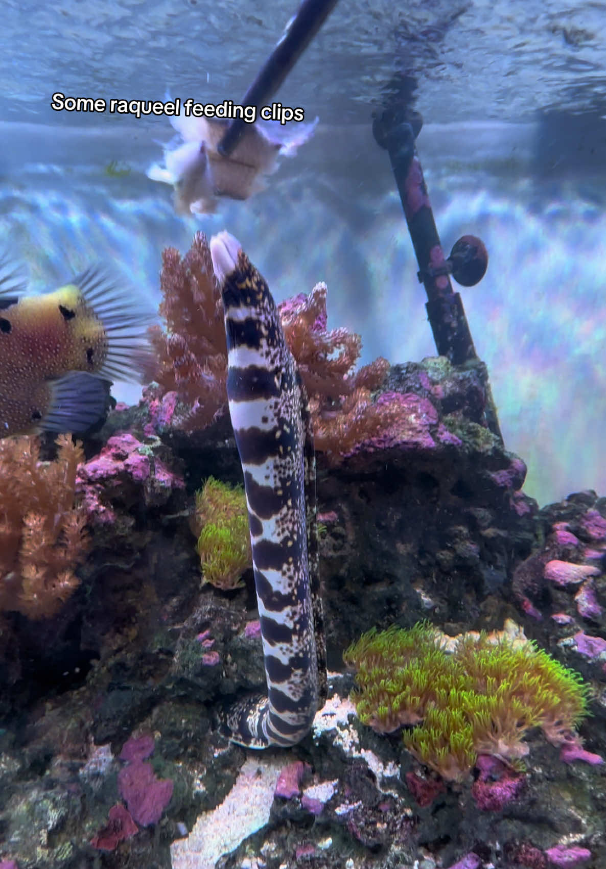 @ReefSync