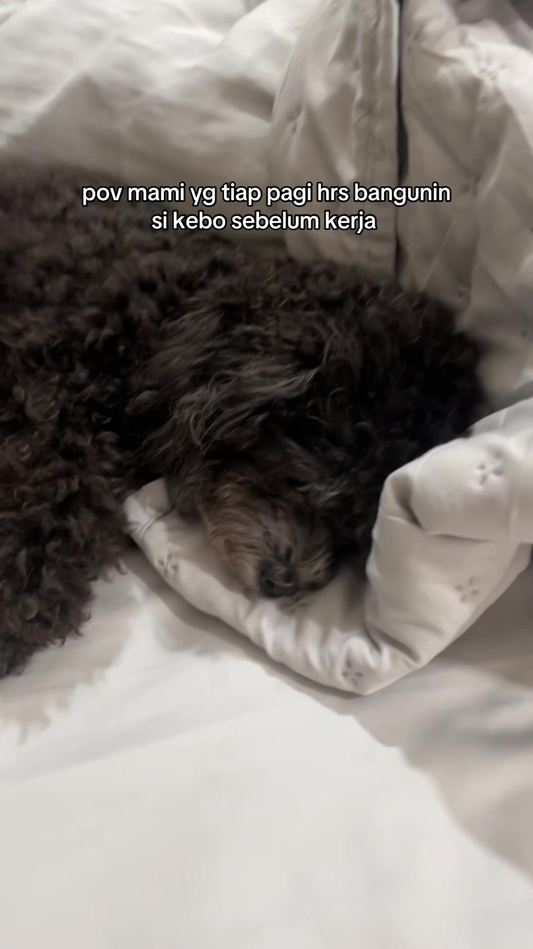 @chippi the poochon