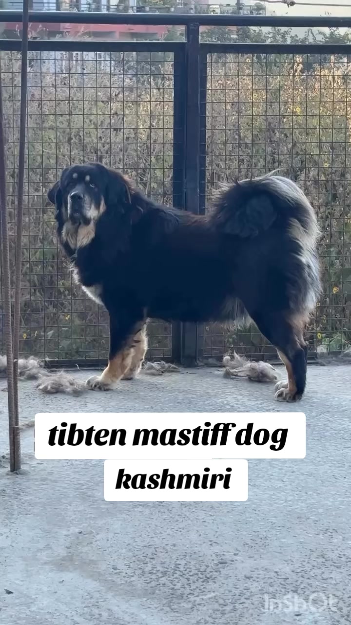 @Kashmiri_Bakrwal_Dog