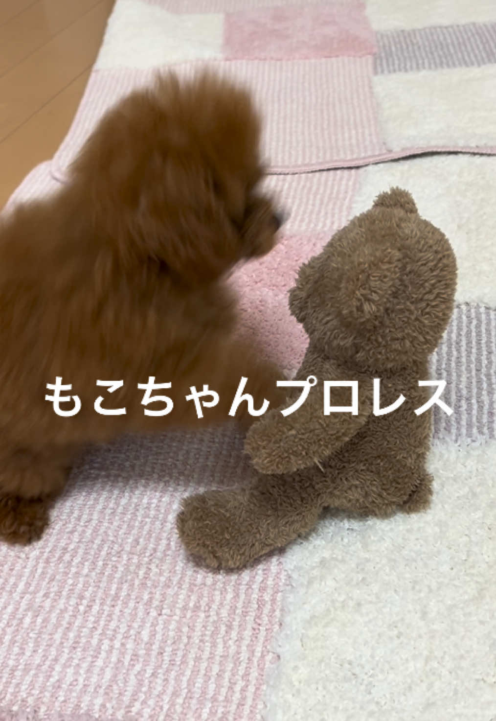 @もこ