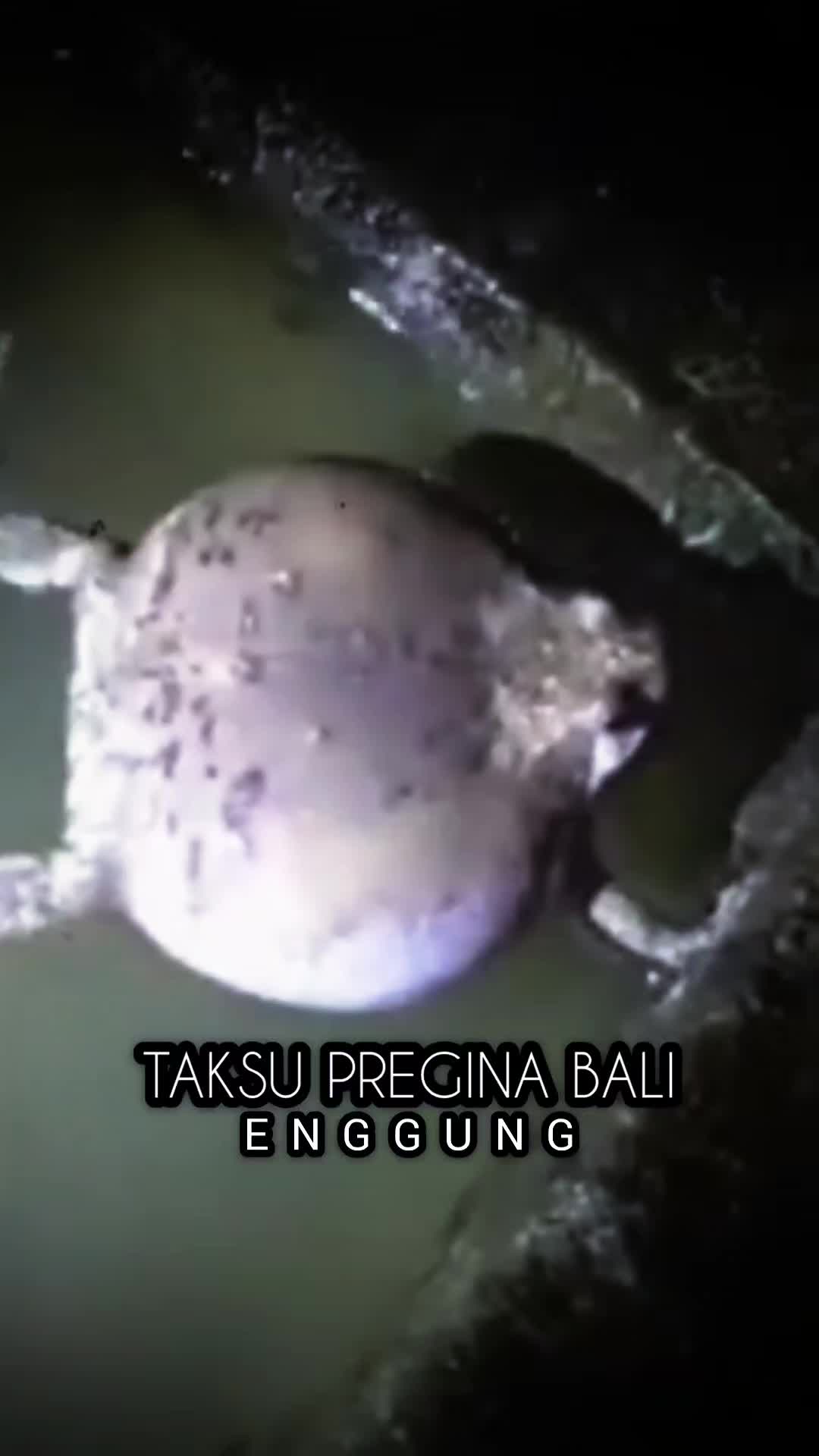 @TAKSU PREGINA BALI