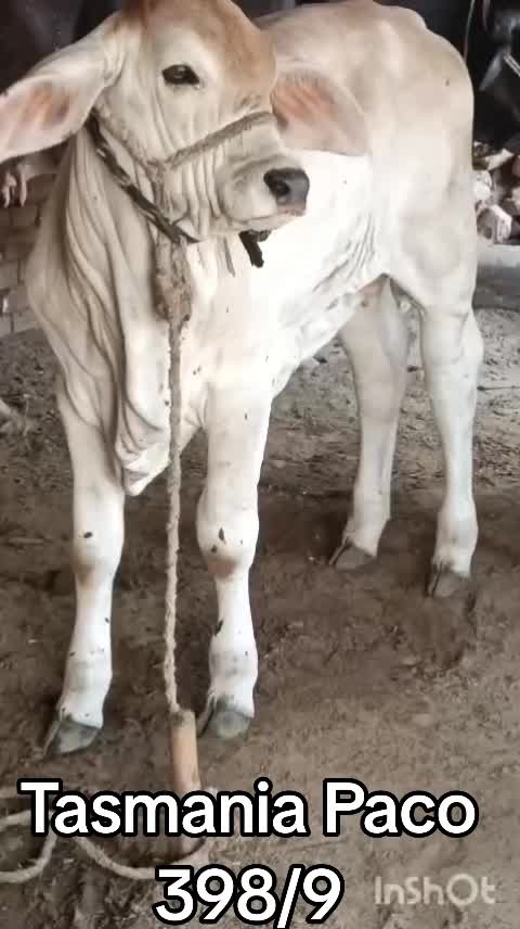 @D-Company_Brahman