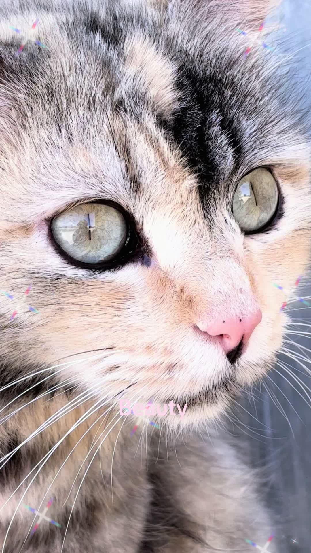 @Amri Gatitos