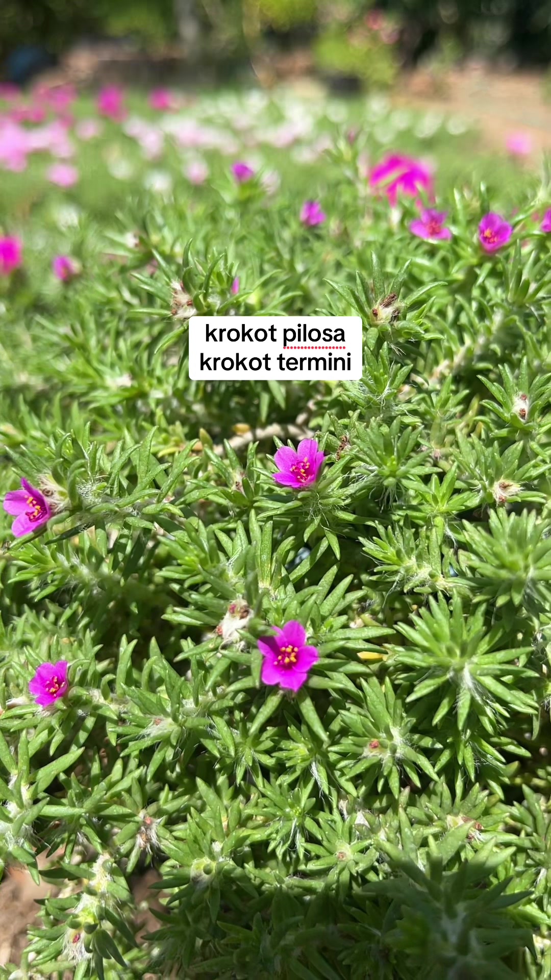 @Xeema_Nursery