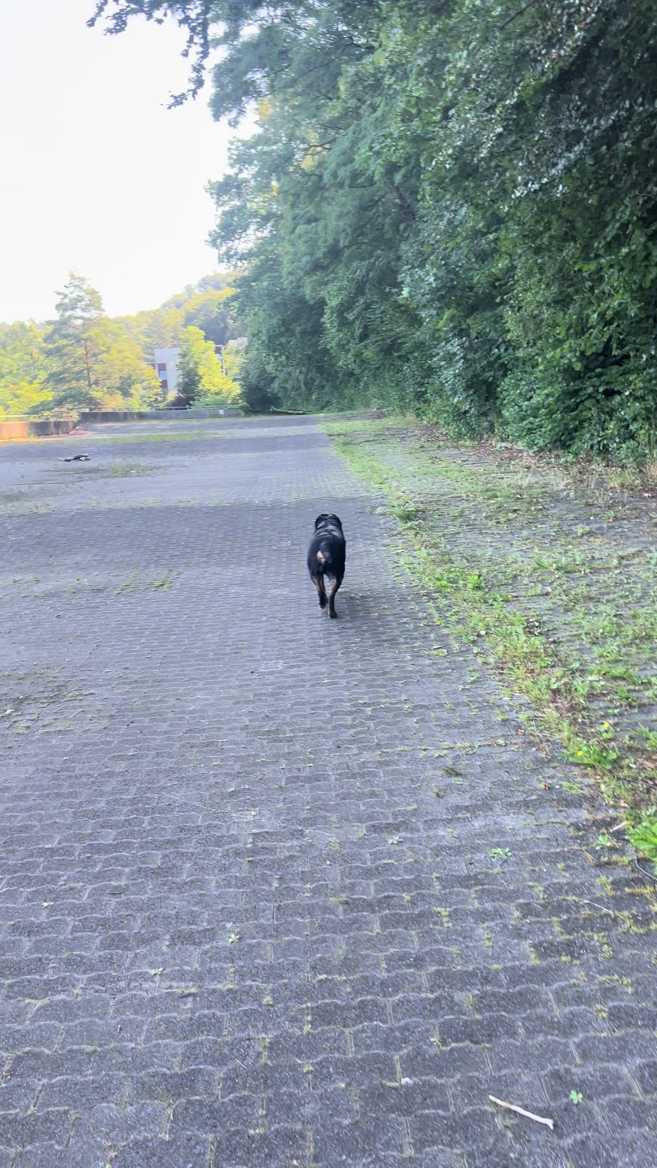 @Lucifer_Rottweiler