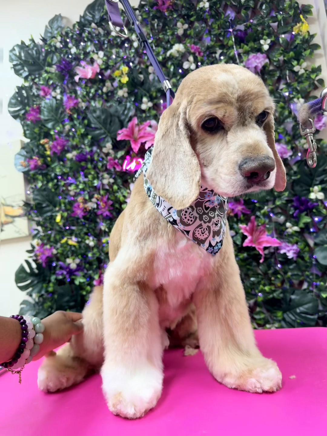 @fusionpetstylez