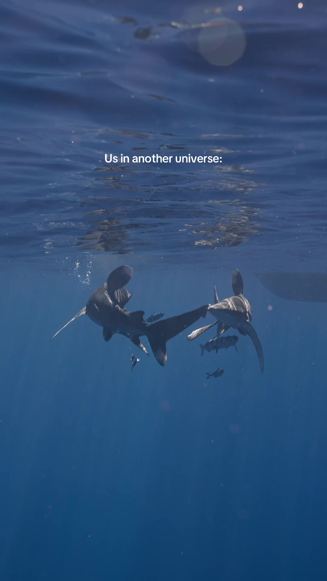 @Kendall | Shark Photographer