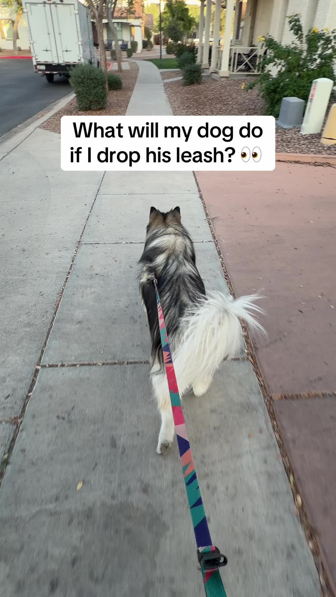 @Bandit The Husky