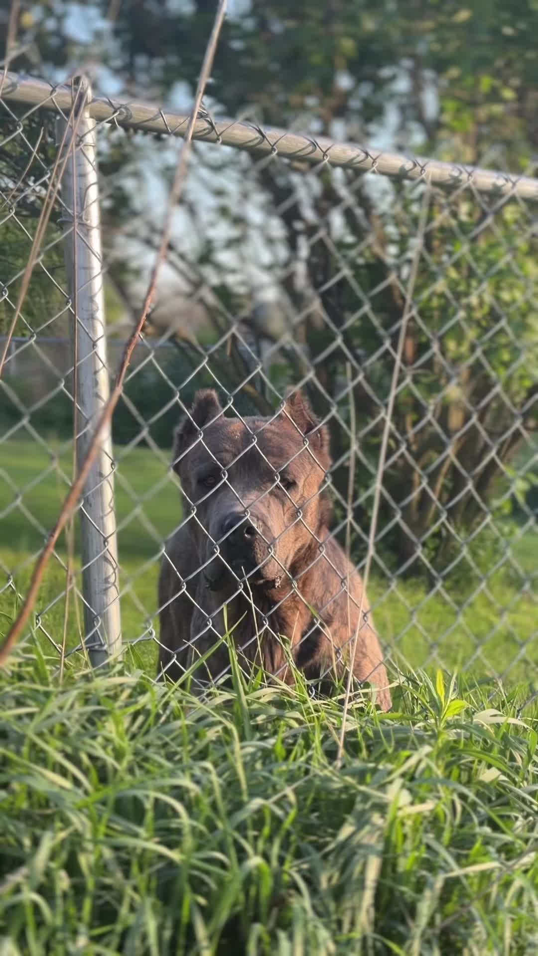 @americana_kennels