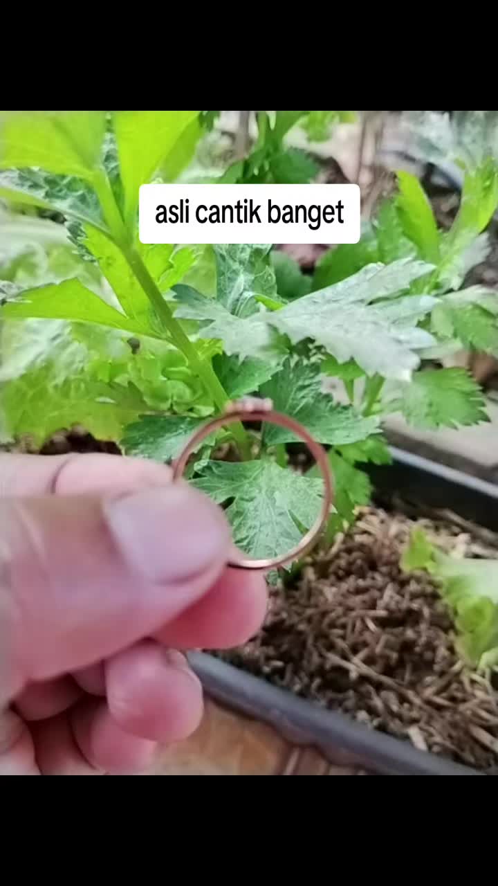 @Rastridd