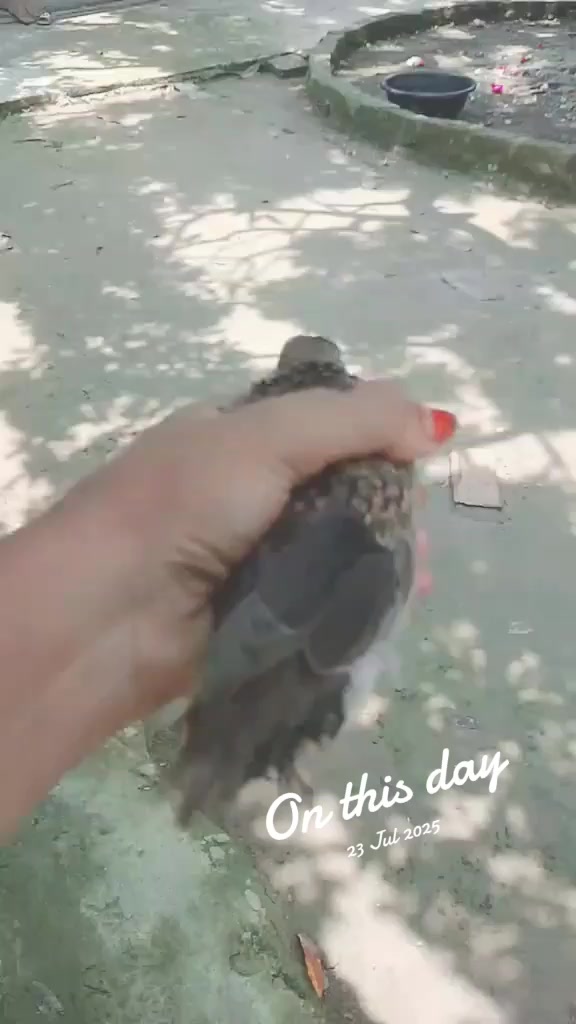 @tiger.sopikul