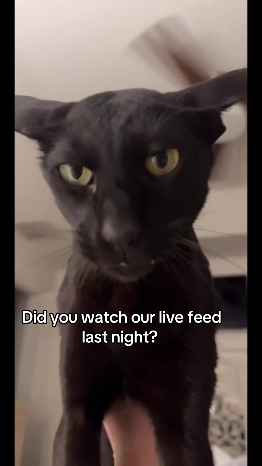 @hobbikats