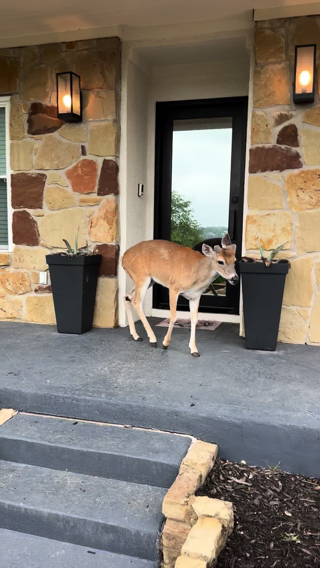 @Deer Whisperer Lynn Smith