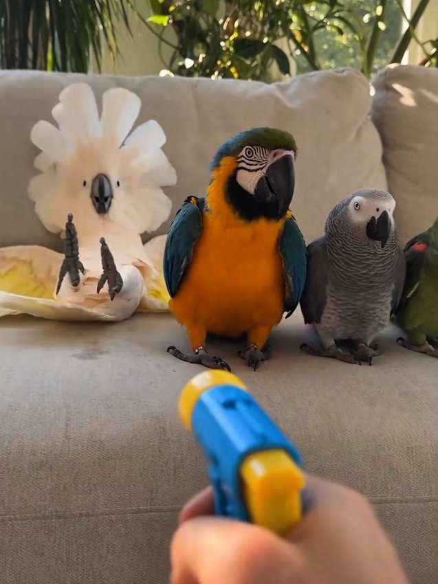 @Prankster Beaks