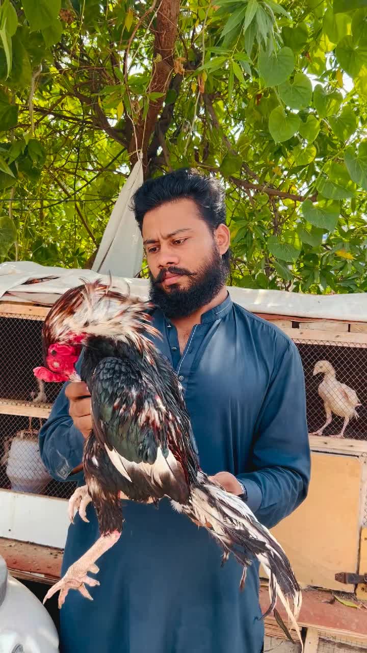 @شوق سرگودھا آ لے دا🔥🦅🐦&zwj;🔥😈