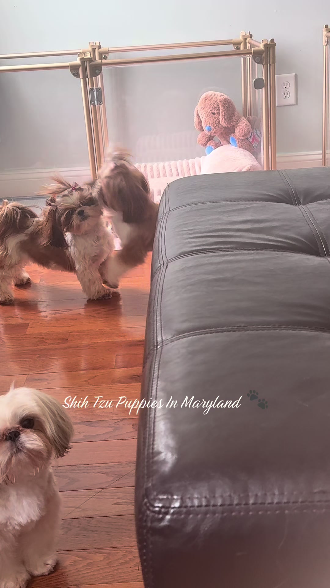 @Shih Tzu Puppies in Maryland