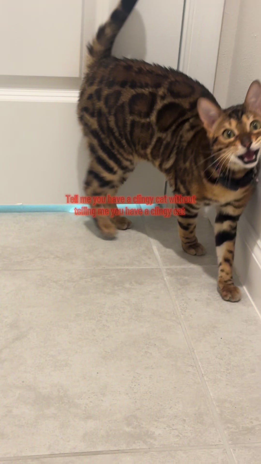 @cleochanelthebengal