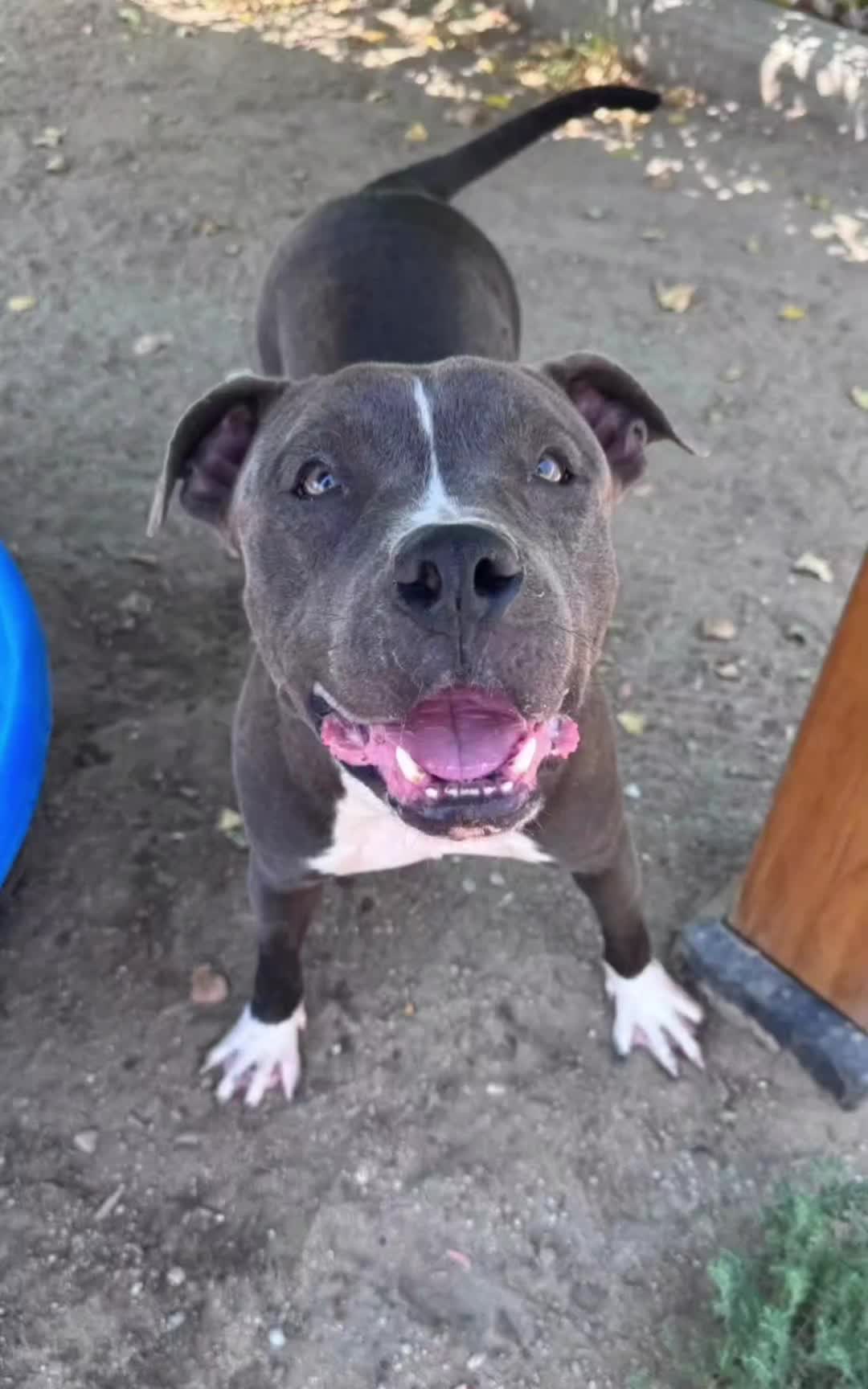 @Cane Corsos