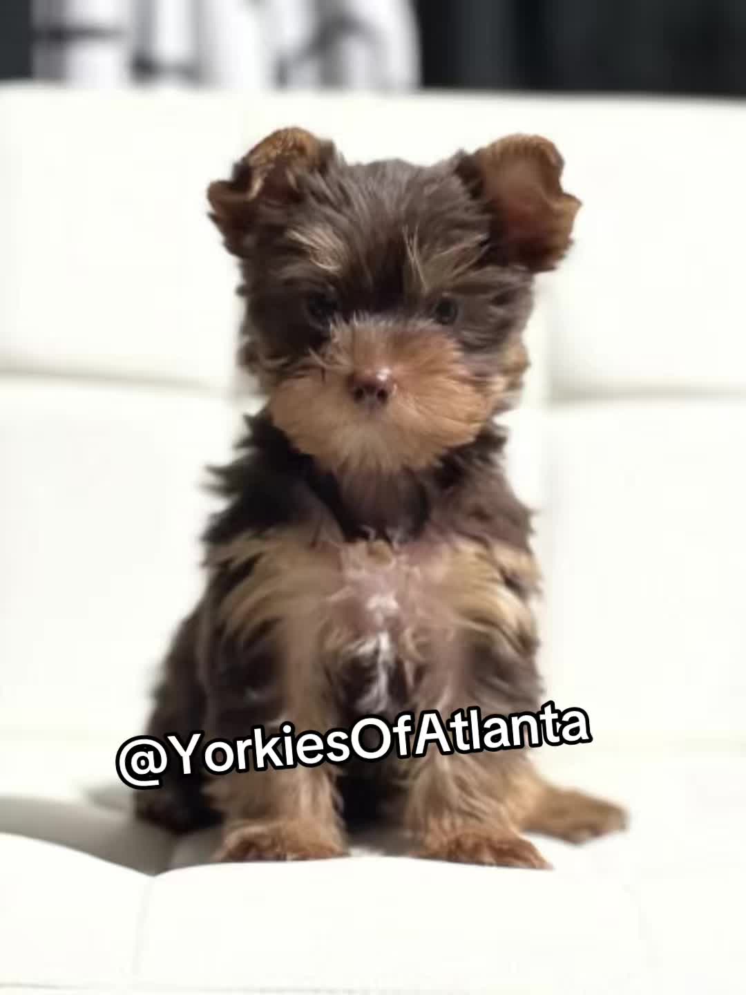 @Yorkies Of Atlanta