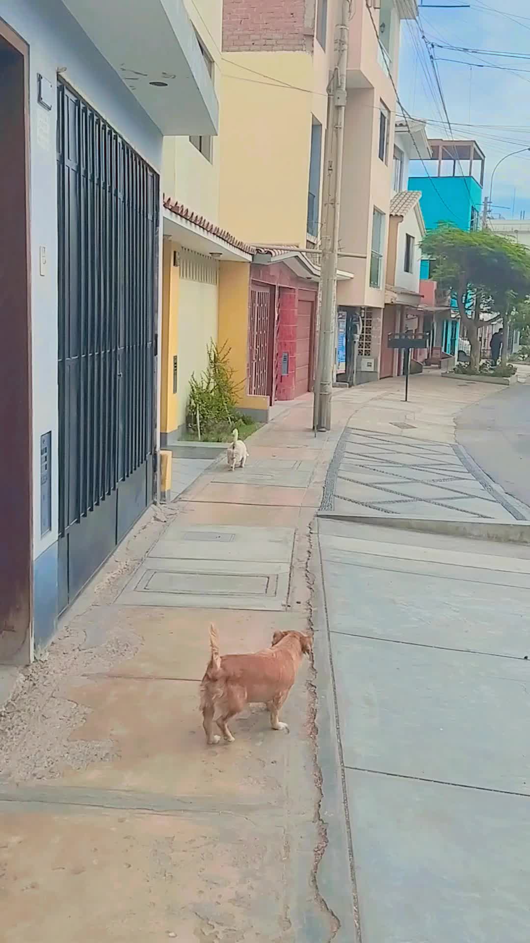 @El diario de Lia🐶🐾