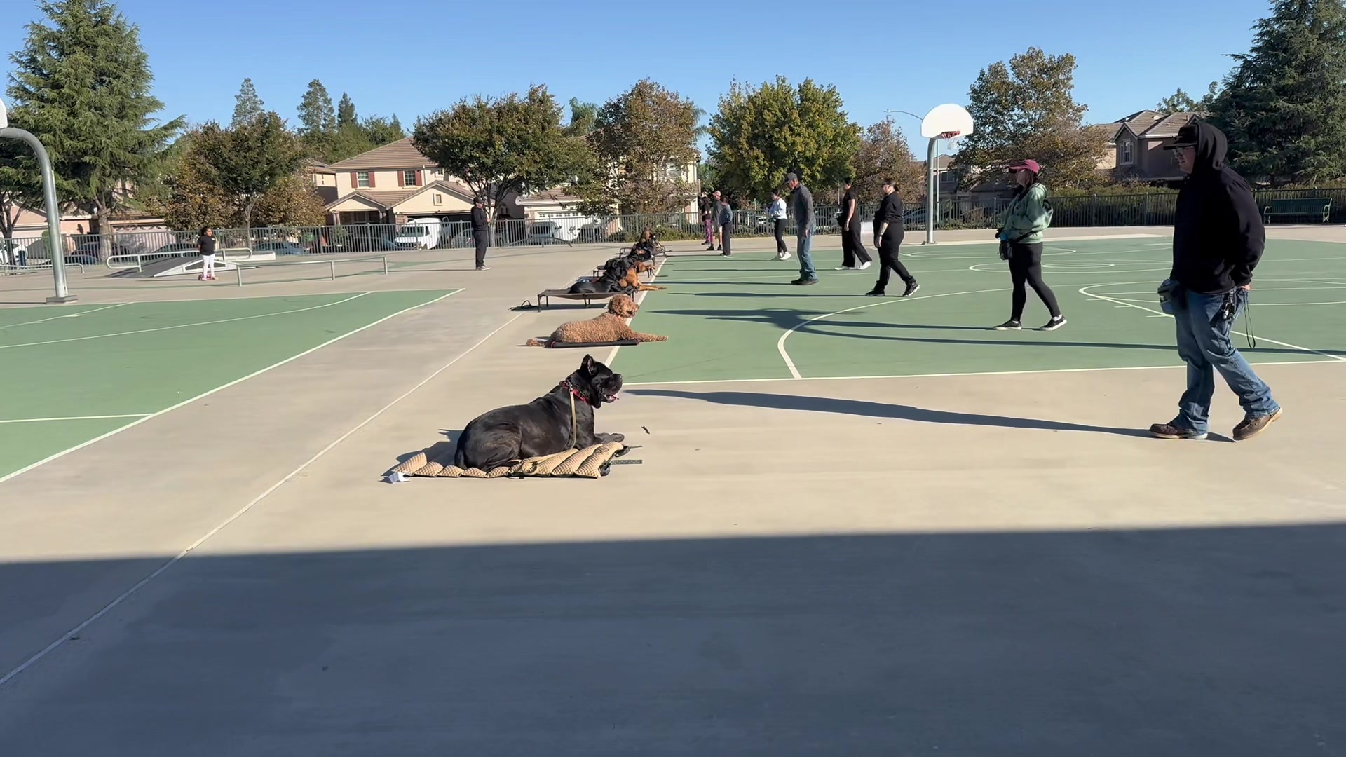 @Tactical K9s Dog Training