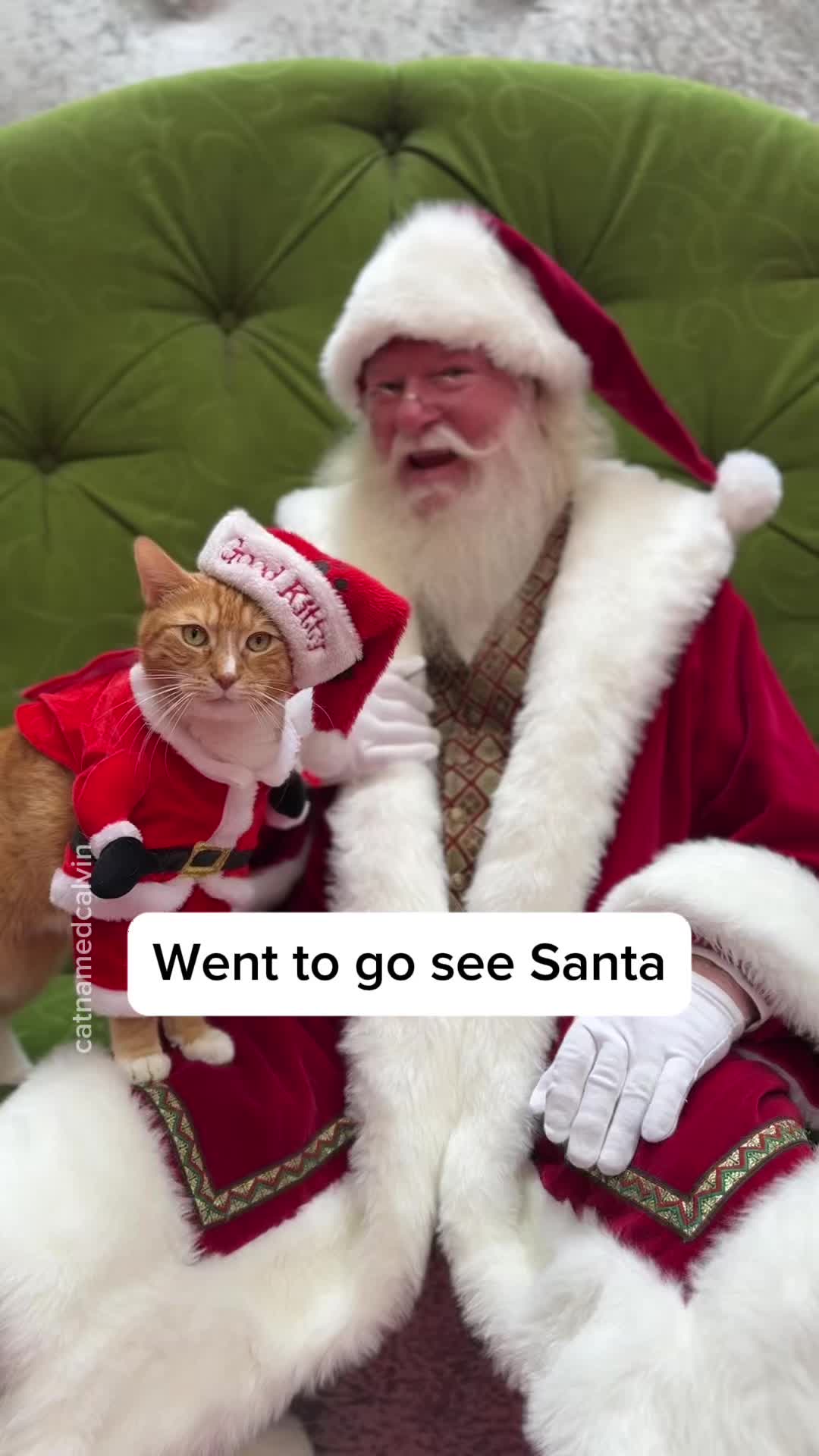 @catnamedcalvin