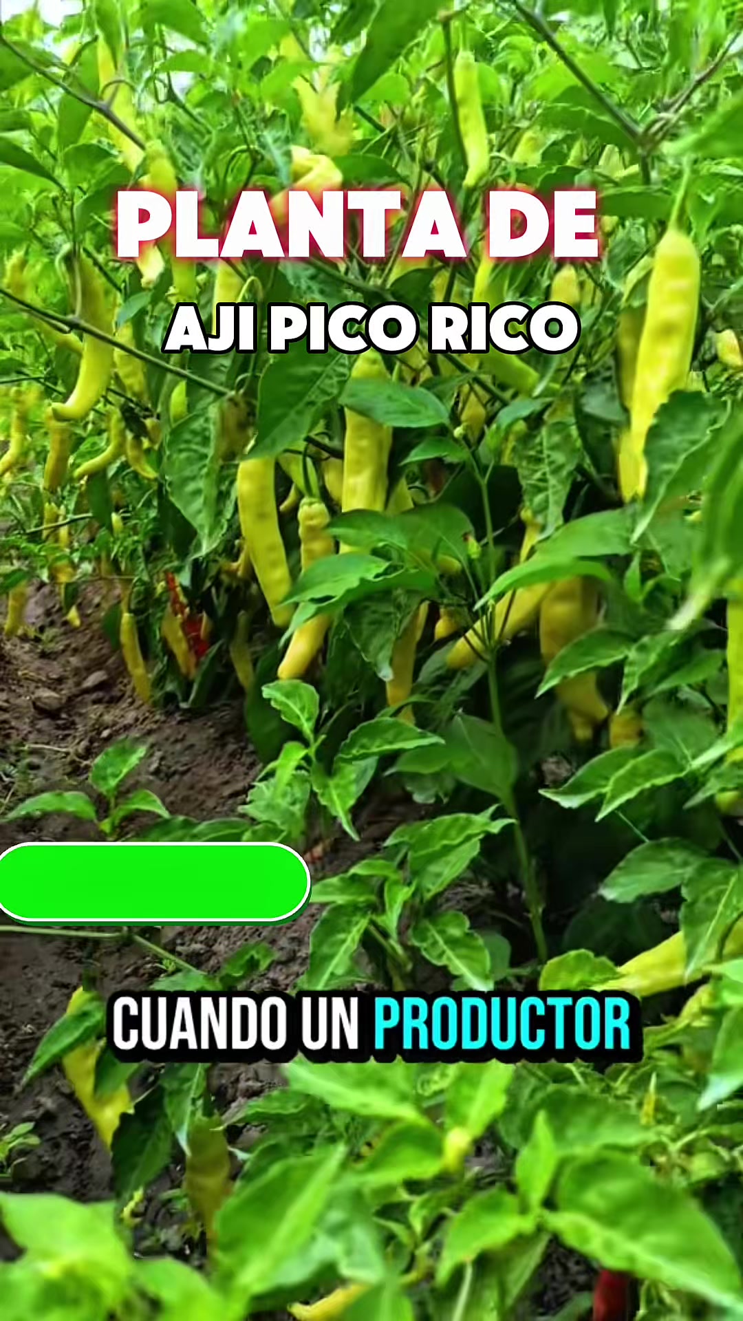 @Germi Plantas 🌱